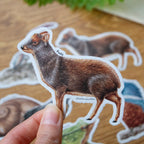 Stickers Bosque templado