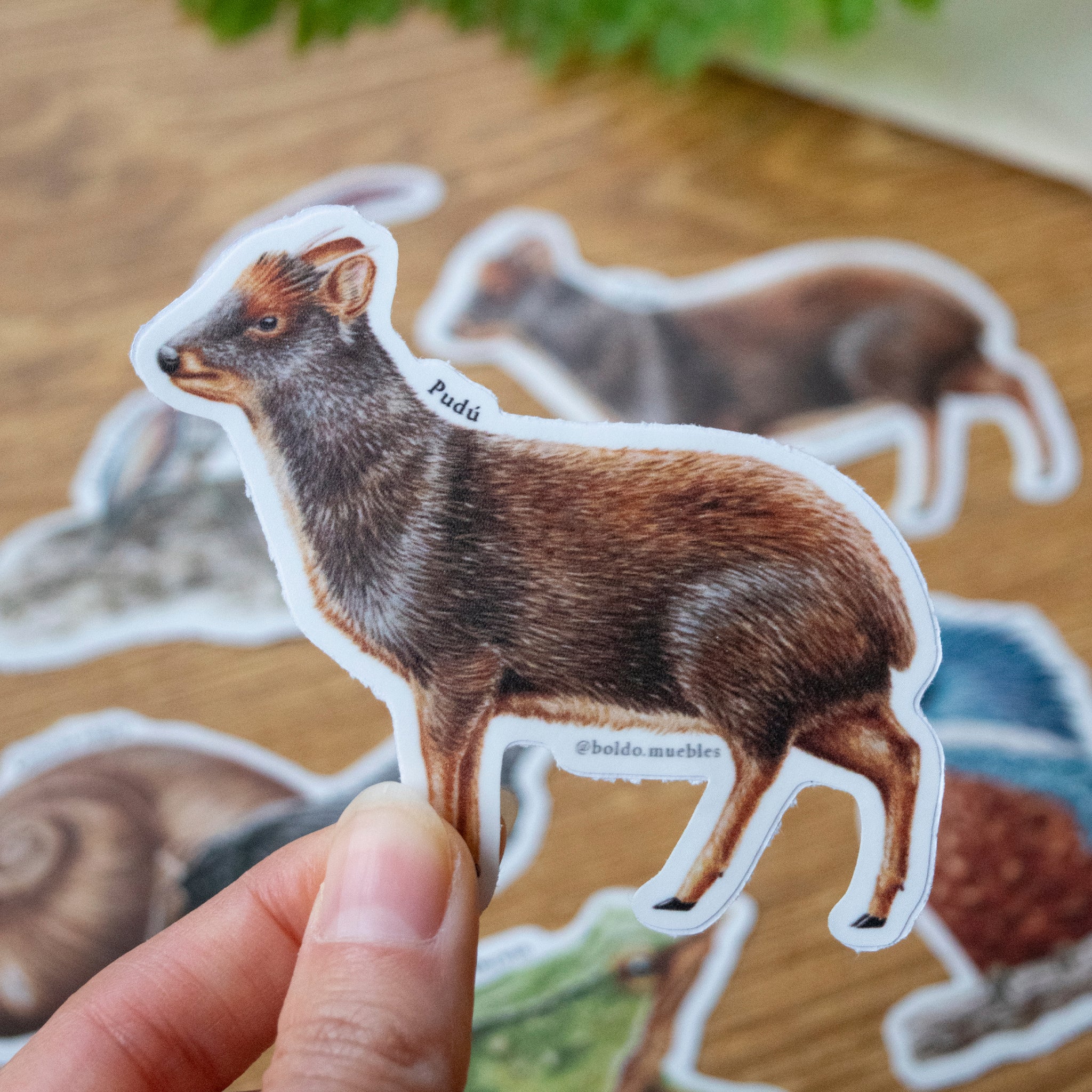 Stickers Bosque templado