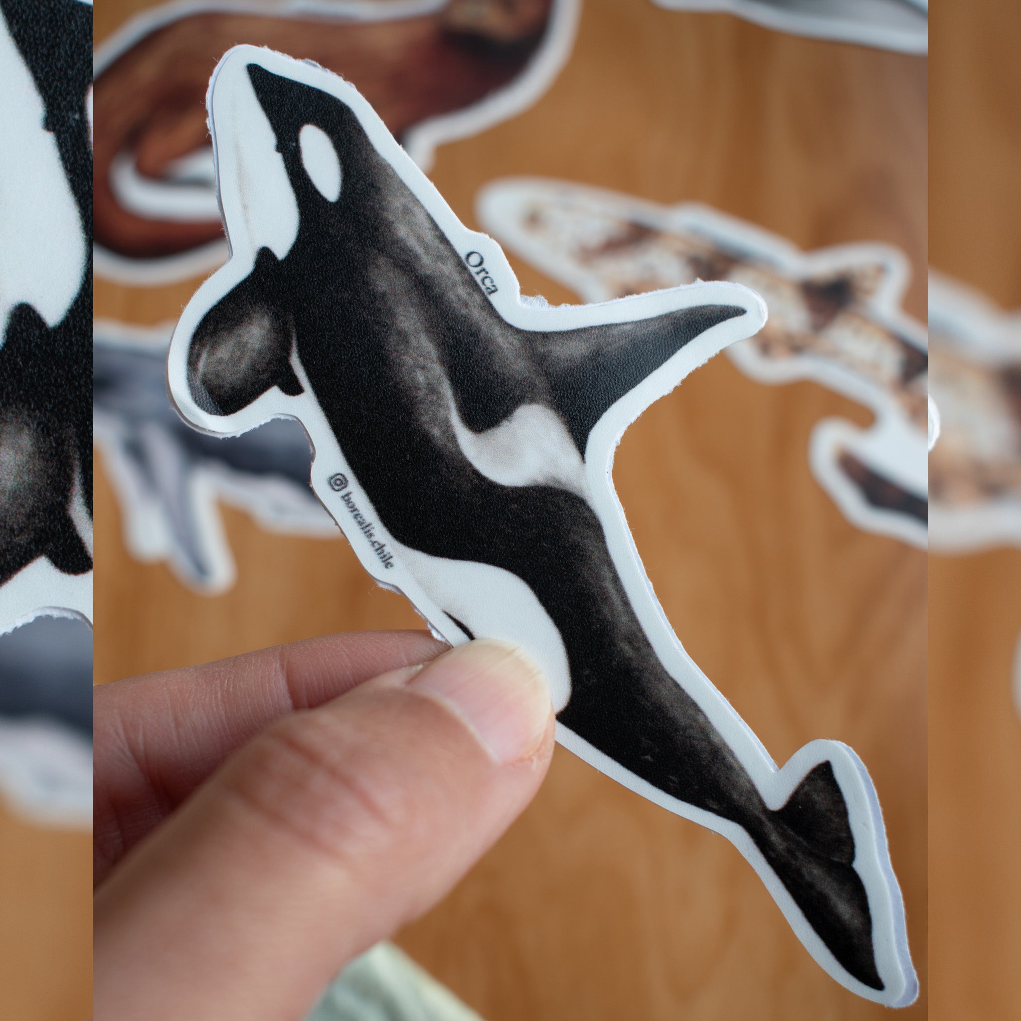 Stickers Fauna Marina