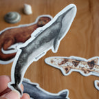 Stickers Fauna Marina